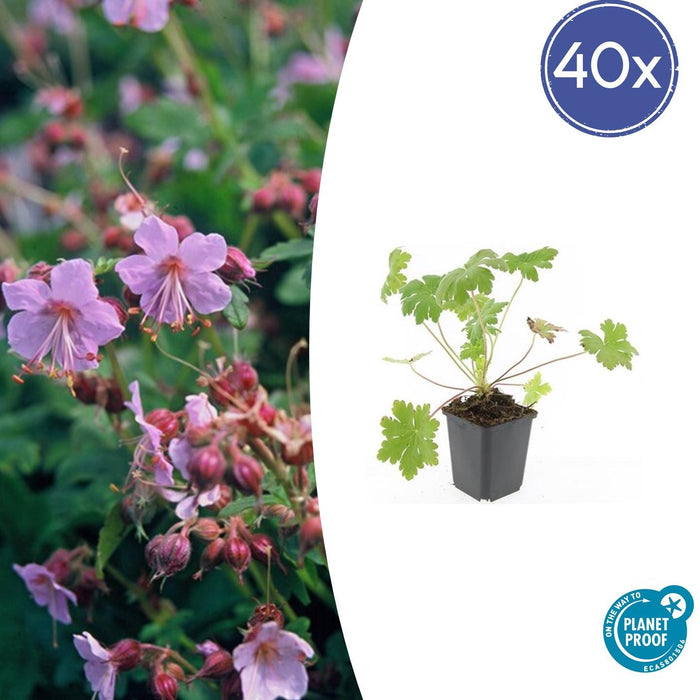 Geranium macrorrhizum 'Ingwersen's Variety' - ↕10-25cm - Ø9cm - 40x