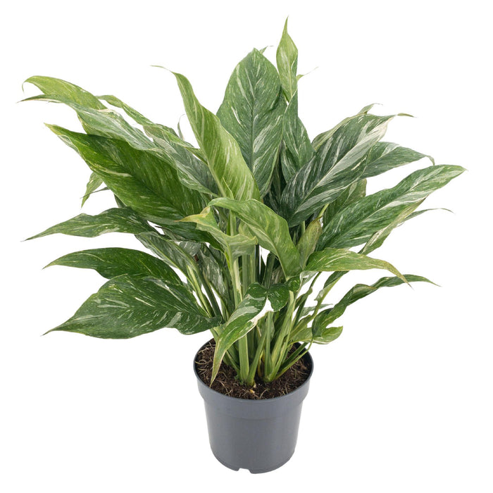 Spathiphyllum Diamond Variegata - Lepelplant - ↕55cm - Ø14cm