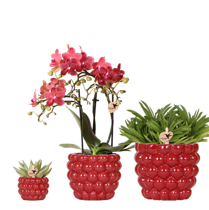 Plantenset Rode Phalaenopsis Orchidee Congo en Succulenten incl. keramieken Berry sierpotten