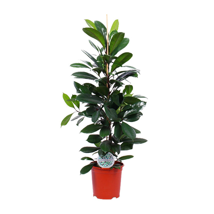 Ficus Cyathistipula - ↕105cm - Ø21cm