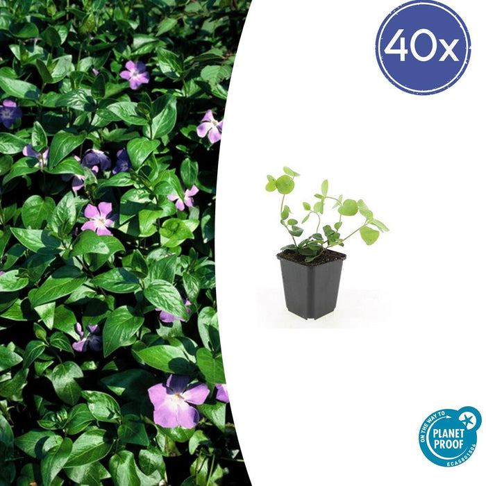 Vinca major - Grote Maagdenpalm - Bodembedekker - 40x - ↕10-25cm - Ø9cm