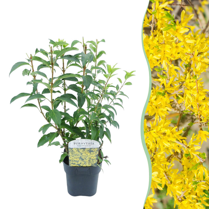 Heesters - Forsythia intermedia Goldrauch - Bloem Geel - 1 Plant - Bladverliezend - Weinig Onderhoud - Pot 17cm Hoogte 45cm