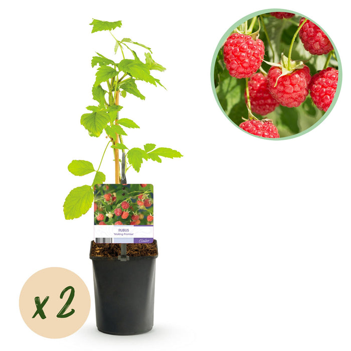 Fruitplant - Framboos - Rubus Mailing Promise - Rode Framboos - 2 planten - Pot 11cm Hoogte 40cm