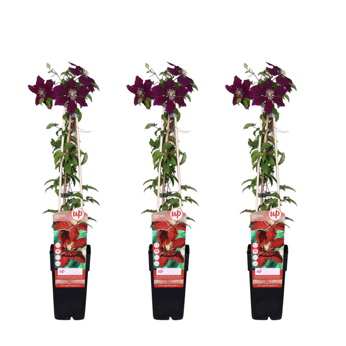 Clematis Niobe - ↕65cm - Ø15cm - 3x