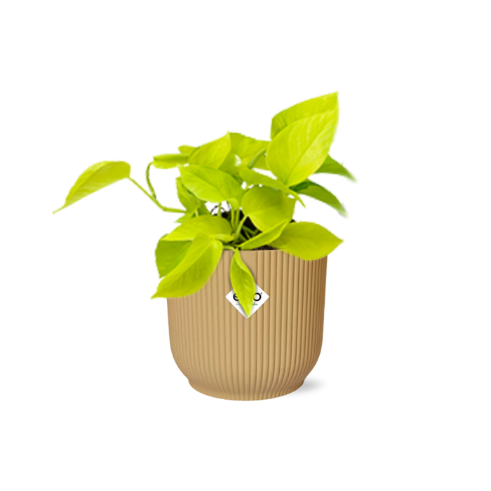 Epipremnum Pinnatum ‘Golden Pothos’ in elho Vibes Fold Ø14cm geel