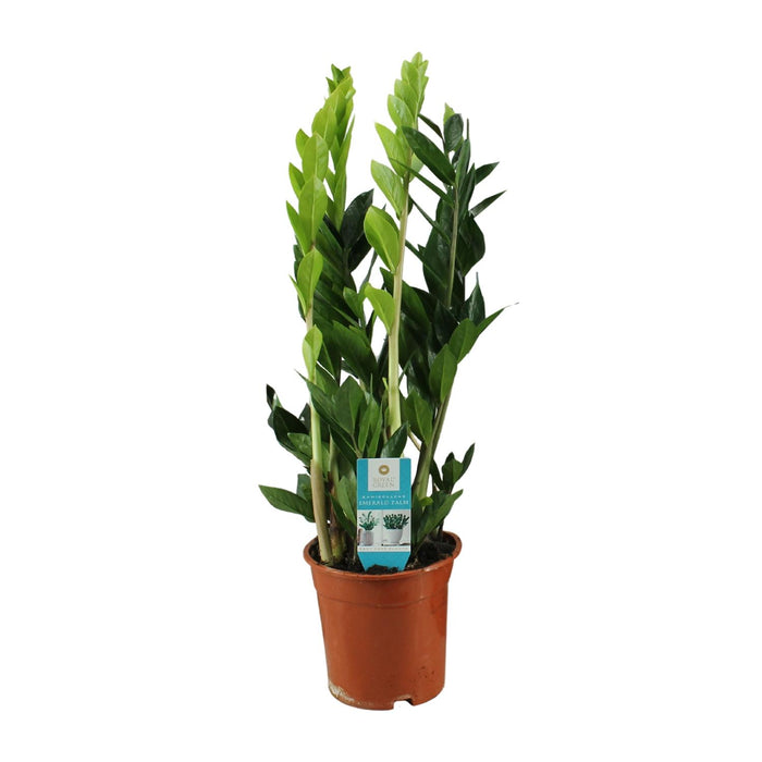 Zamioculcas Zamiifolia - ZZ Plant - ↕65cm - Ø17cm