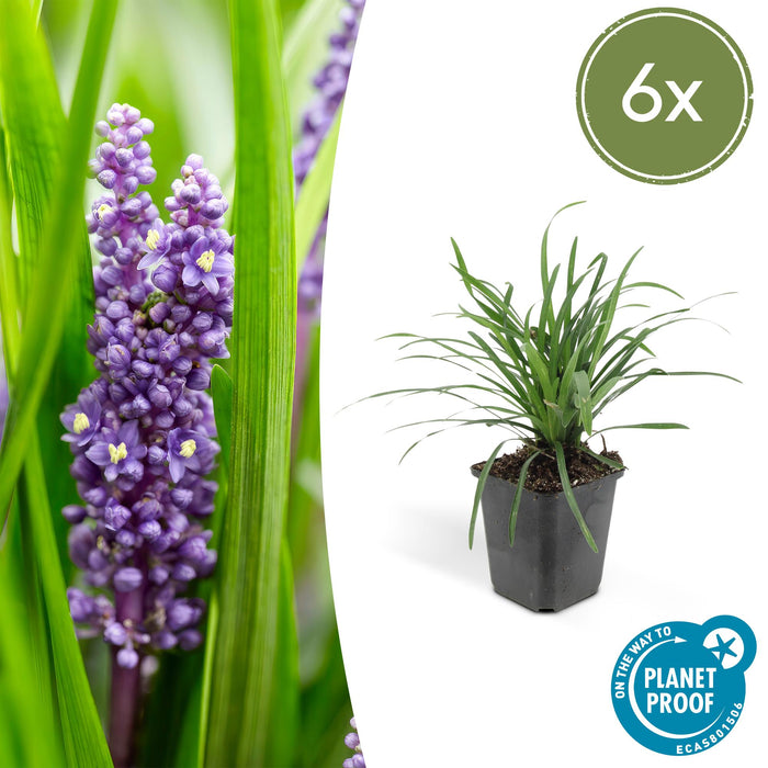 Liriope muscari 'Big Blue' - Leliegras - ↕10-25cm - Ø9cm - 6x