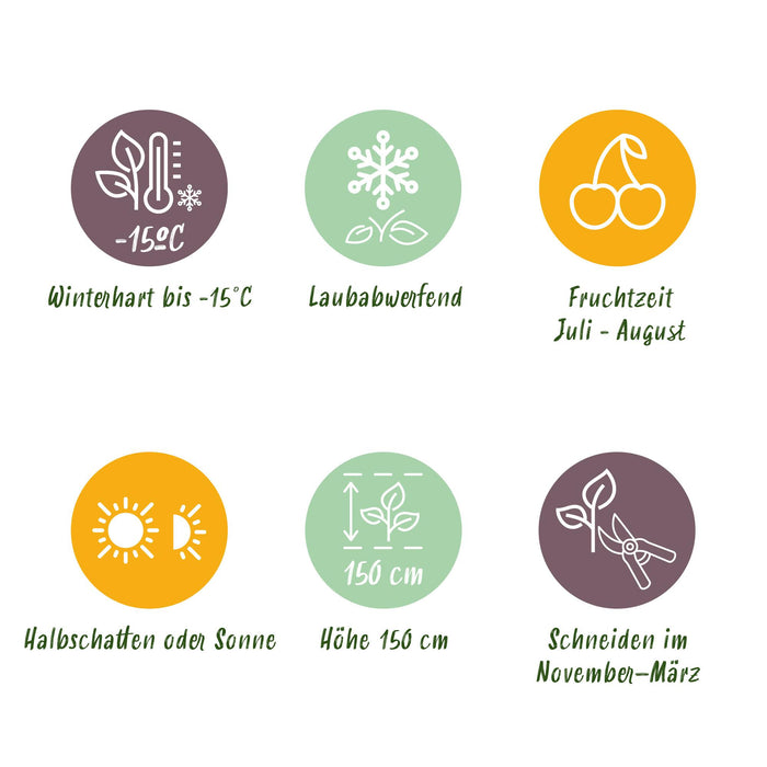 Fruitplant - Bosbes -  Vaccinium corymbosum Goldtraube -  Blauwe bes - Doornloos - 2 planten -  Pot 11cm Hoogte 40cm