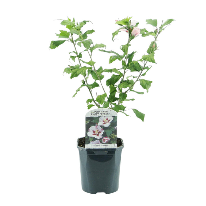 Heesters - Hibiscus syriacus Hamabo - Bloem Licht roze - 1 Plant - Bladverliezend - Weinig Onderhoud - Pot 17cm Hoogte 45cm