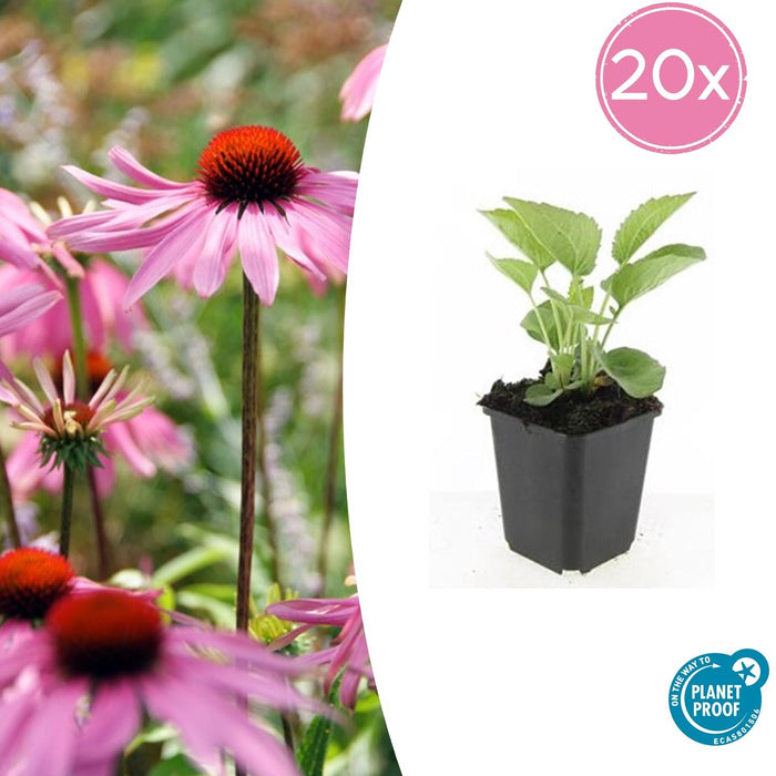 Echinacea purpurea 'Magnus' - Zonnehoed - ↕10-25cm - Ø9cm - 20x