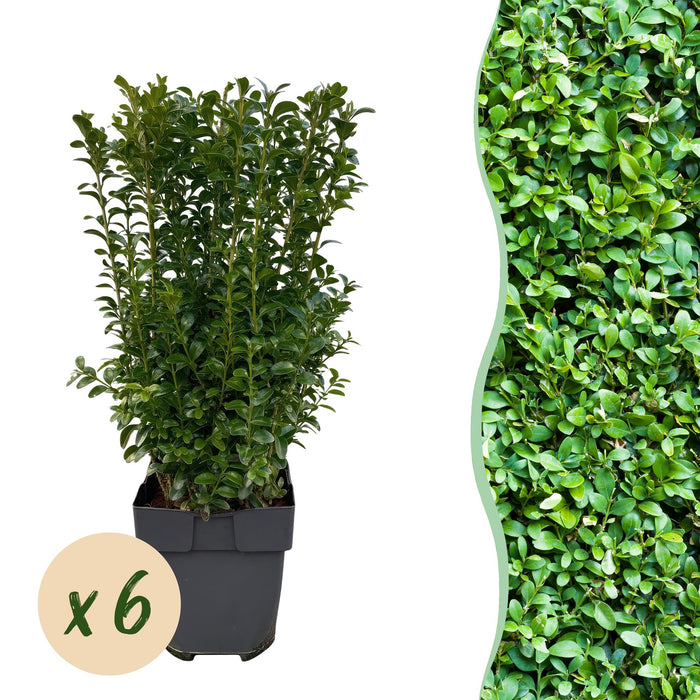 Haagplanten - Buxus sempervirens - blad groen - 6 planten - 1 strekkende meter - groenblijvend - pot 17cm hoogte 45cm