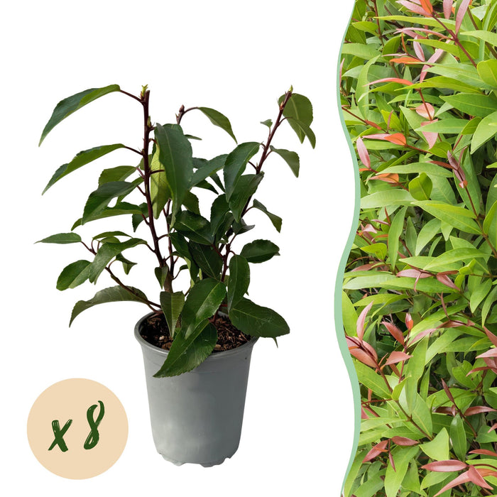 Haagplanten - Prunus lusitanica Angustifolia - blad groen - 8 planten - 1 strekkende meter - groenblijvend - pot 9cm hoogte 30-35cm