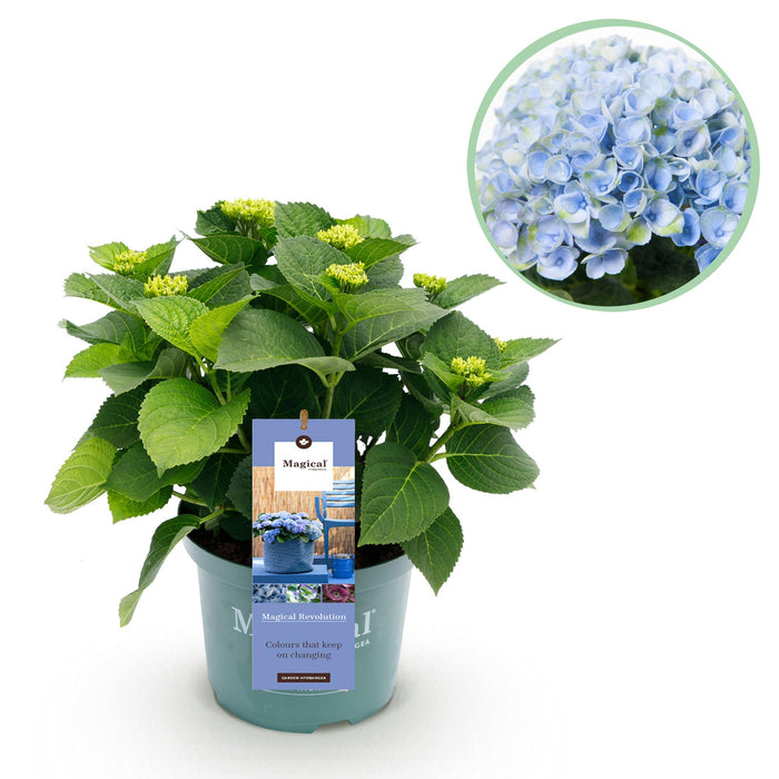 Terrasplant - Hortensia - Hydrangea Magical Revolution Blue - Blauw - 6-10 Bloemen - Pot 23cm Hoogte 55cm