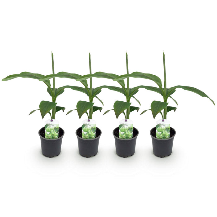 Fruitplant - Bananen plant - Musa Basjoo - Winterhard - 4 planten - Pot 12cm Hoogte 30cm