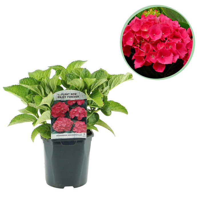 Hortensia - Hydrangea macrophylla Red - Bloem Rood - 1 Plant - Bladverliezend - Weinig Onderhoud - Pot 17cm Hoogte 30cm