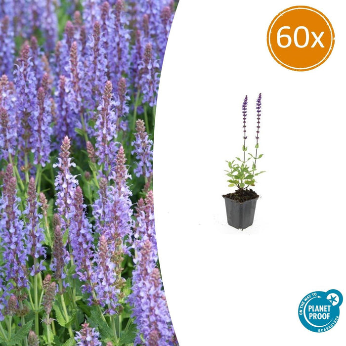 Salvia nemorosa 'Caradonna' - Bossalie - ↕10-25cm - Ø9cm - 60x