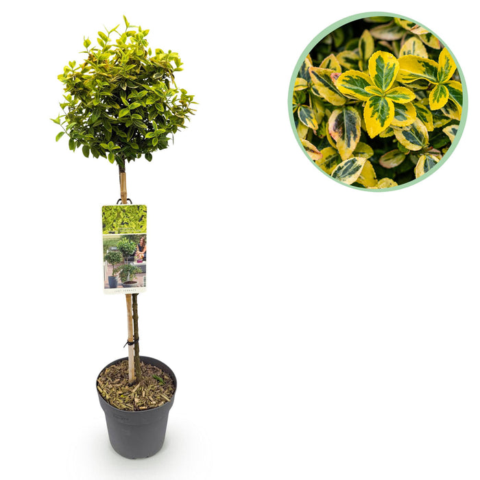 Tuinplant - Euonymus fortunei Emerald n Gold - Plant op stam - Terras Plant - Bladhoudend - Weinig Onderhoud - Pot 19cm Hoogte 90cm