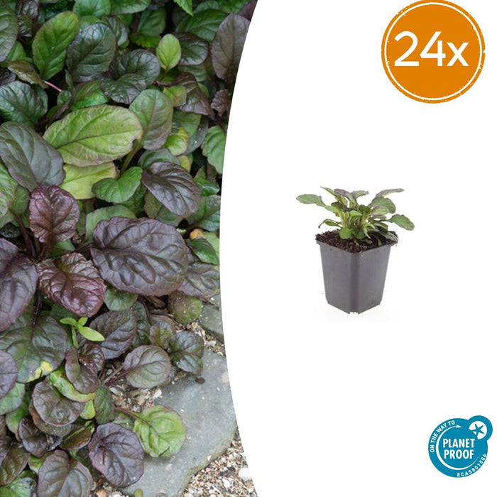 Ajuga reptans 'Catlin's Giant' - Kruipend Zenegroen - ↕10-25cm - Ø9cm - 24x