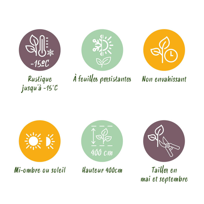 Haagplanten - Ligustrum ovalifolium Aureum - blad geel groen - 8 planten - 1 strekkende meter - groenblijvend - pot  9cm hoogte 35-40cm