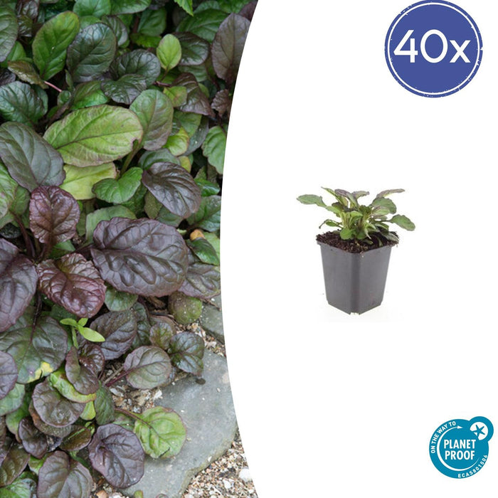 Ajuga reptans 'Catlin's Giant' - Kruipend Zenegroen - ↕10-25cm - Ø9cm - 40x