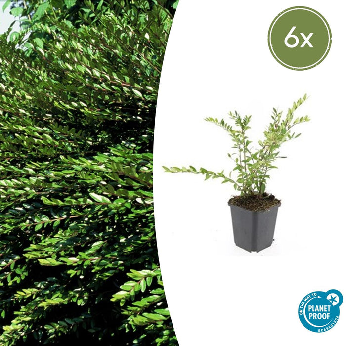 Lonicera pileata 'Purple Pearl' - Kamperfoelie - ↕10-25cm - Ø9cm - 6x