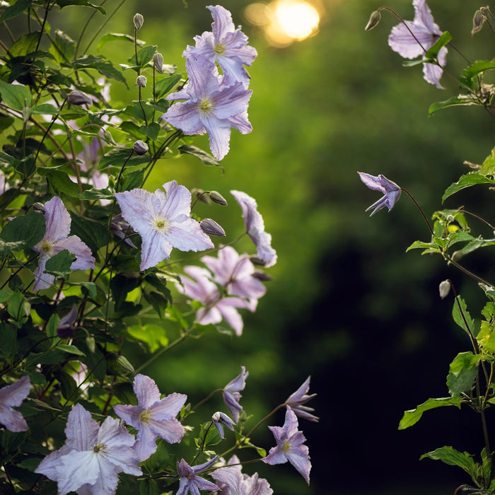 Klimplant - Clematis Blue Angel - Bloem Licht Blauw - Weinig onderhoud -2 planten -  Pot 11cm Hoogte 40cm