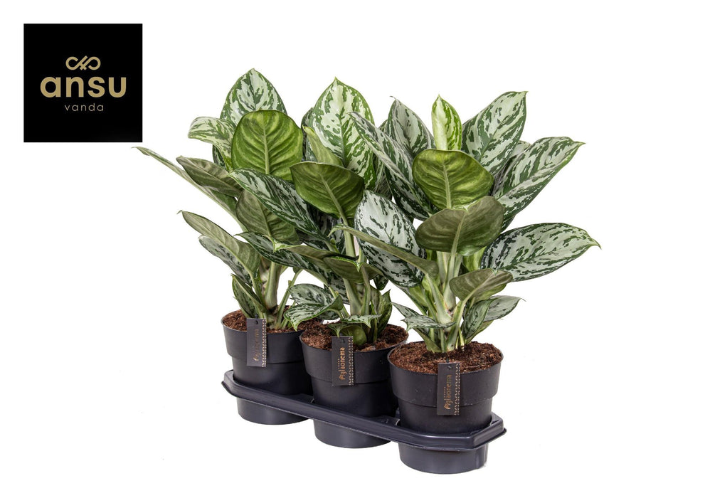 Aglaonema Jungle Silver - Ø19cm - ↕60cm