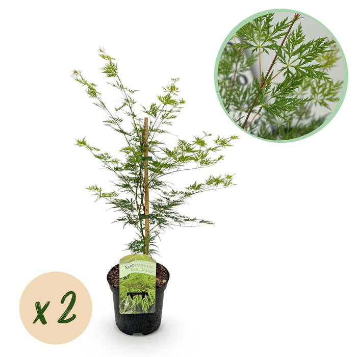 Terrasplant - Japanse Esdoorn - Acer palmatum Emerald Lace - Groen - 2 Planten - Bladverliezend - ↕70cm - Ø19cm