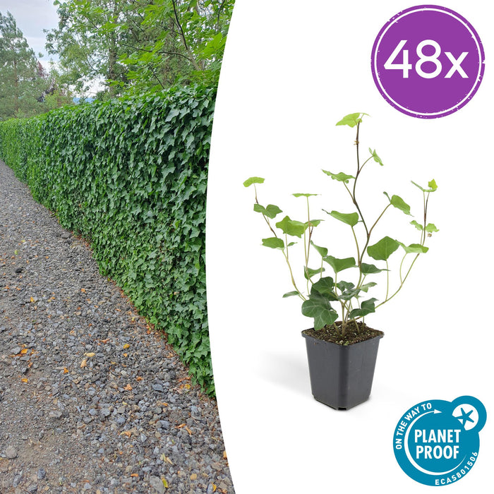 Hedera Hibernica - ↕10-25cm - Ø9cm - 48x