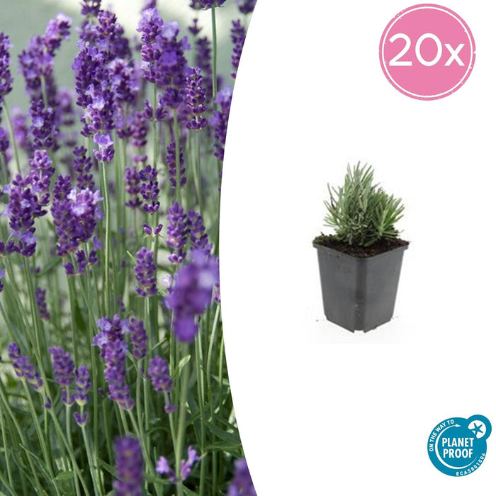 Lavandula Angustifolia 'Dwarf Blue' - ↕10-25cm - Ø9cm - 20x