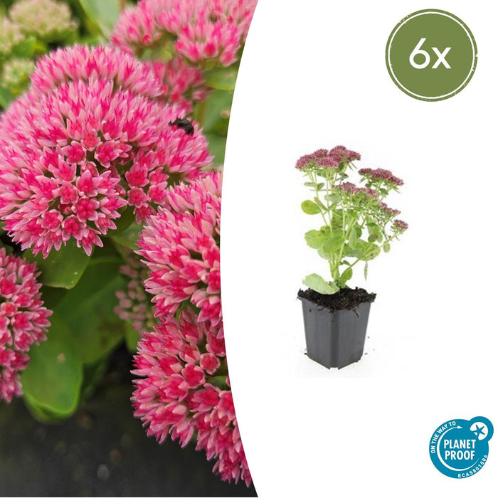 Sedum 'Herbstfreude' - Hemelsleutel - ↕10-25cm - Ø9cm - 6x