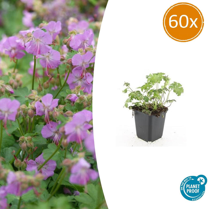 Geranium cantabrigiense 'Cambridge' - ↕10-25cm - Ø9cm - 60x