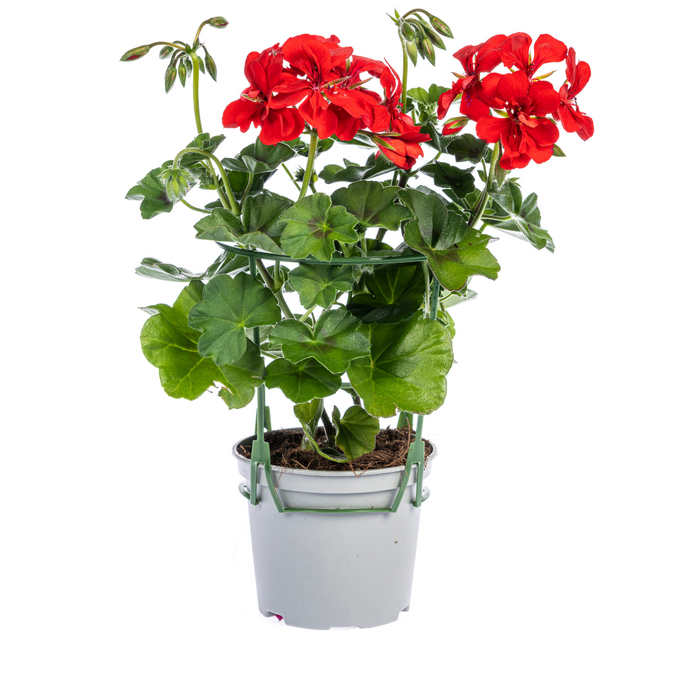 Hanggeranium - Pelargonium peltatum Rood Ø12 cm - ↕20 cm - 8x