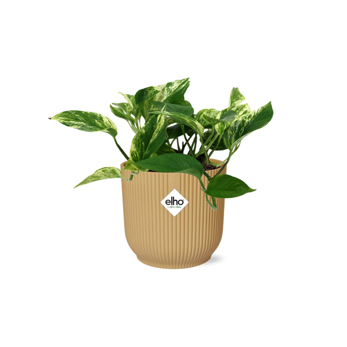 Scindapsus (Epipremnum) Marble Queen in elho Vibes Fold Ø14cm geel