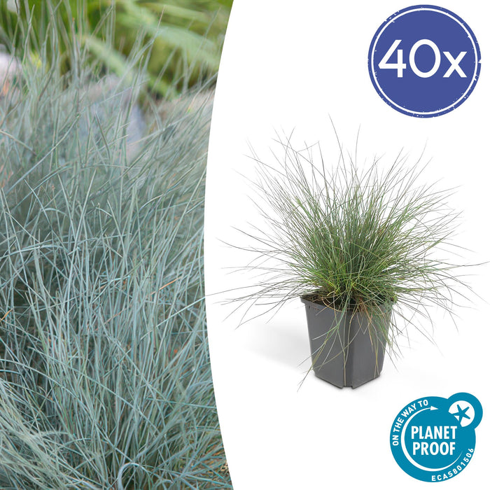 Festuca glauca 'Elijah Bleu' - Blauw Schapengras - ↕10-25cm - Ø9cm - 40x
