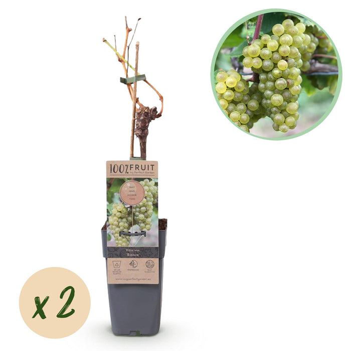 Fruitplant - Witte Druif - Vitis vinifera Bianca - 2 planten - Pot 15cm Hoogte 50cm
