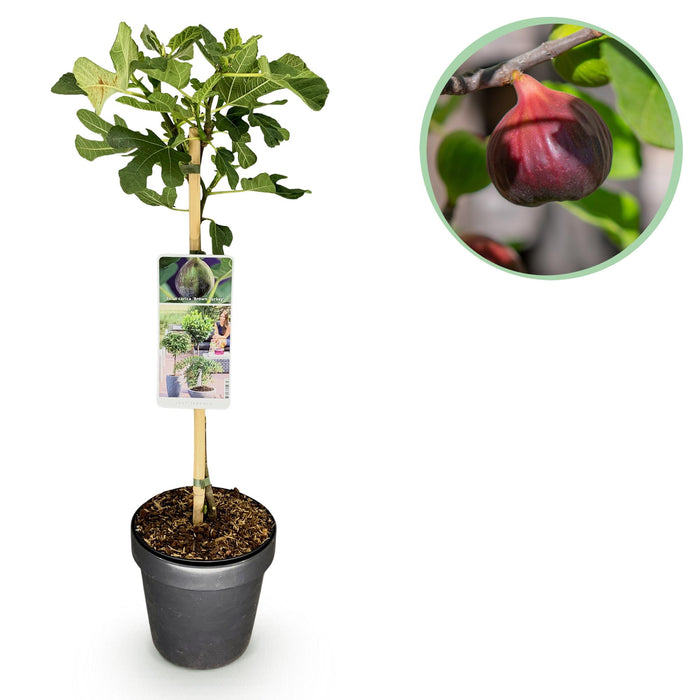 Tuinplant - Ficus carica Brown Turkey - Plant op stam - Terras Plant - Bladverliezend - Weinig Onderhoud - Pot 19cm Hoogte 90cm