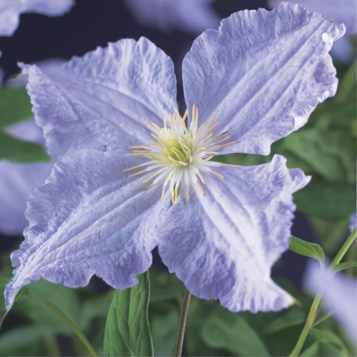 Klimplant - Clematis Blue Angel - Bloem Licht Blauw - Weinig onderhoud -2 planten -  Pot 11cm Hoogte 40cm