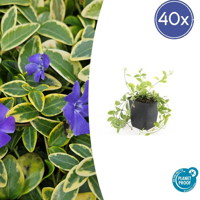 Vinca minor 'Aureovariegata' - Kleine Maagdenpalm - ↕10-25cm - Ø9cm - 40x