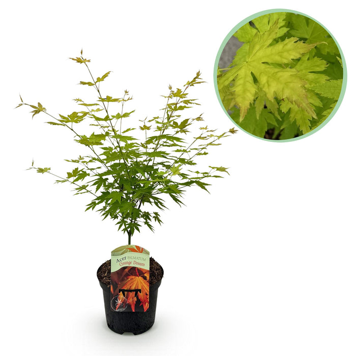 Terrasplant - Japanse Esdoorn - Acer palmatum Orange Dream - Oranje - Bladverliezend - ↕70cm - Ø19cm