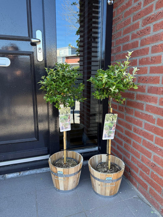 Tuinplant - Euonymus fortunei Harlequin - Plant op stam - Terras Plant - Bladhoudend - Weinig Onderhoud - Pot 19cm Hoogte 90cm