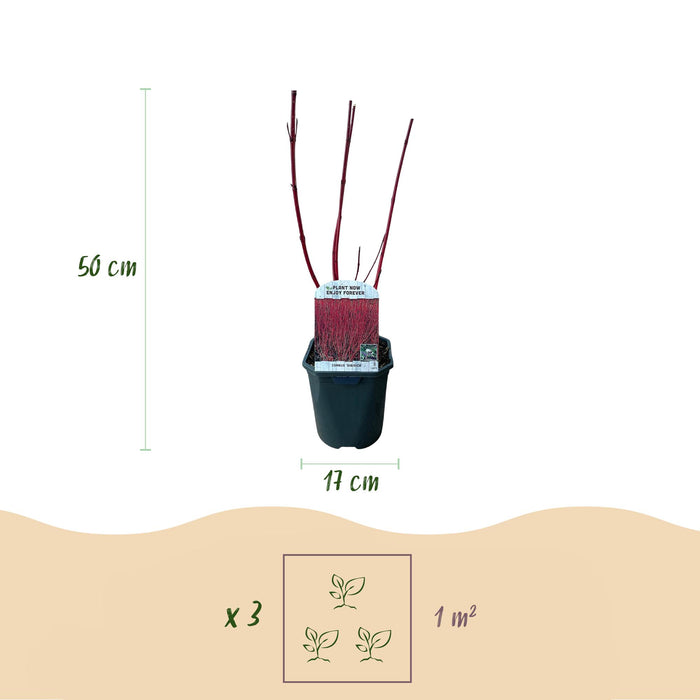 Heesters - Cornus sibirica - Rode Takken - 1 Plant - Bladverliezend - Weinig Onderhoud - Pot 17cm Hoogte 45cm