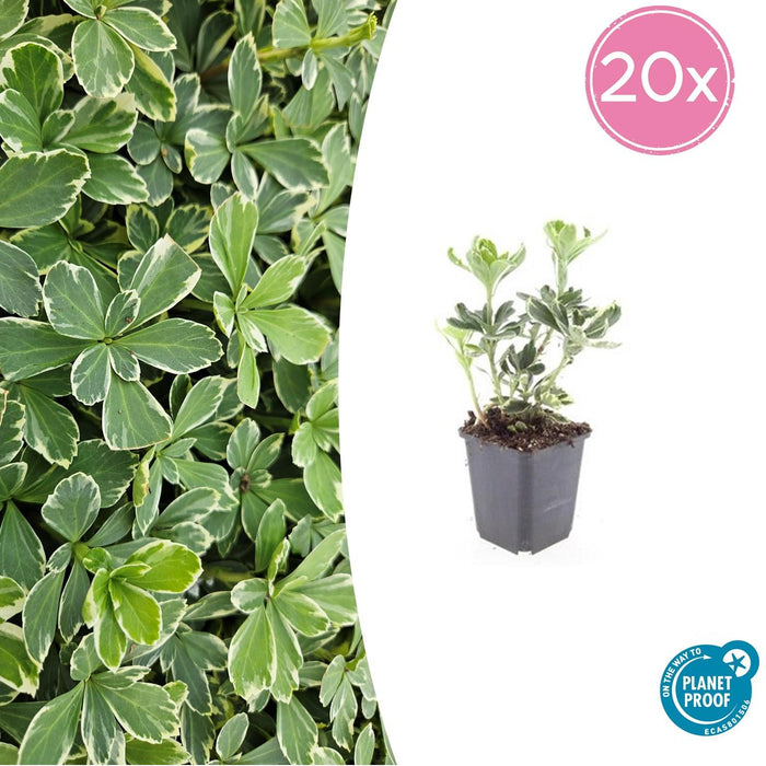 Pachysandra Terminalis 'Variegata' - Schaduwkruid - ↕10-25cm - Ø9cm - 20x