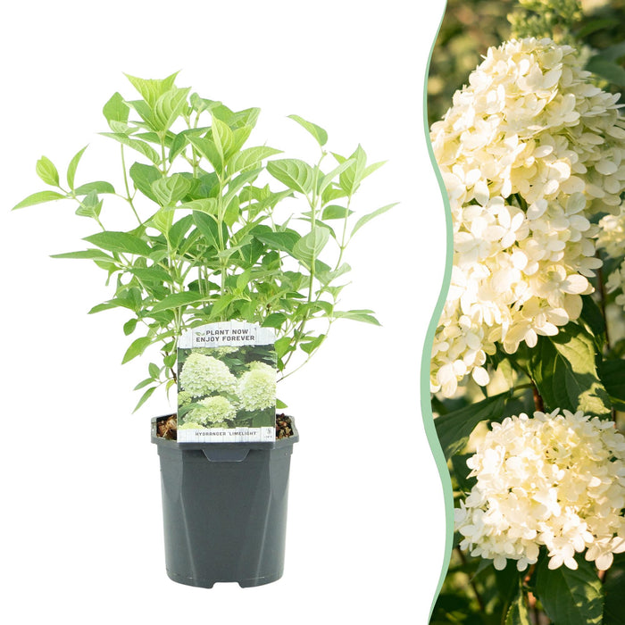 Pluim Hortensia - Hydrangea panniculata Limelight - Bloem Creme Wit - 1 Plant - Bladverliezend - Grote Bloemen - Pot 17cm Hoogte 50cm