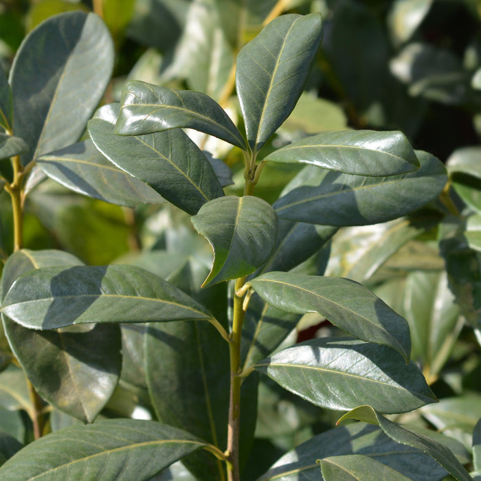 Haagplanten - Prunus laurocerasus Rotundifolia - blad groen - 6 planten - 1 strekkende meter - groenblijvend - pot 17cm hoogte 50cm