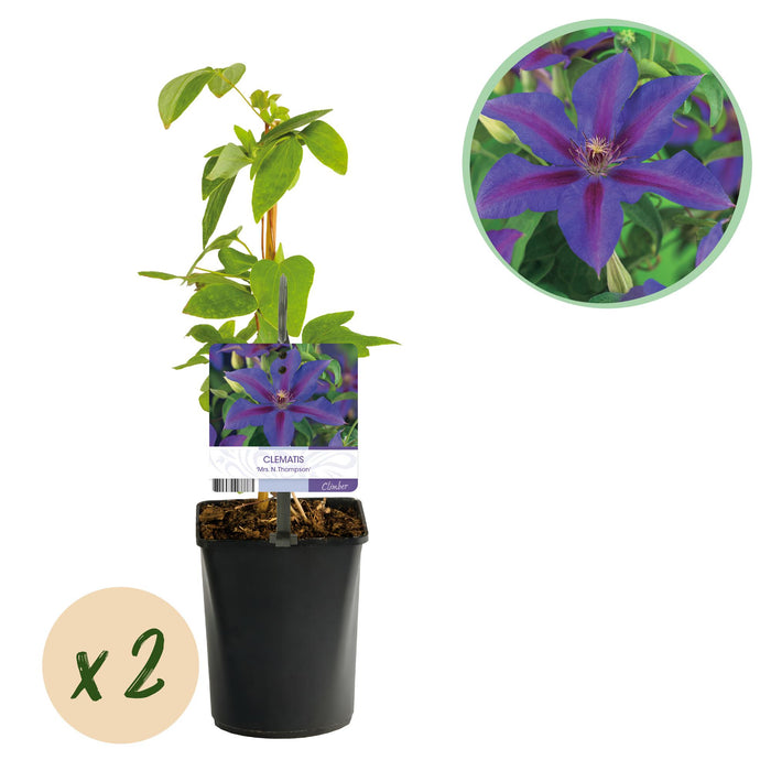 Clematis Mrs. N. Thompson - Bosrank - Bloem Roze - ↕40cm - Ø11cm - 2x