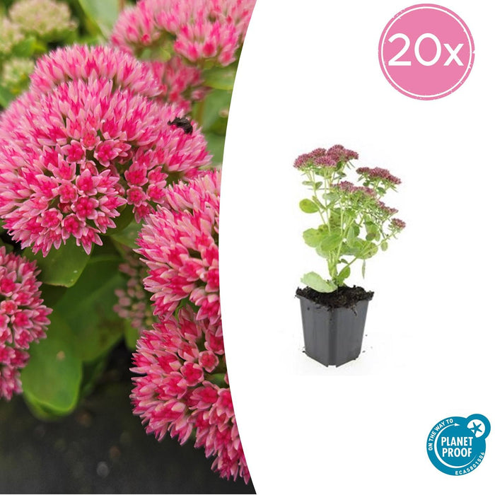 Sedum 'Herbstfreude' - Hemelsleutel - ↕10-25cm - Ø9cm - 20x