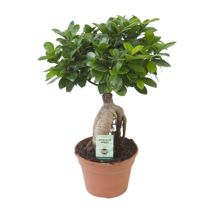 Ficus Ginseng - ↕40cm - Ø17cm