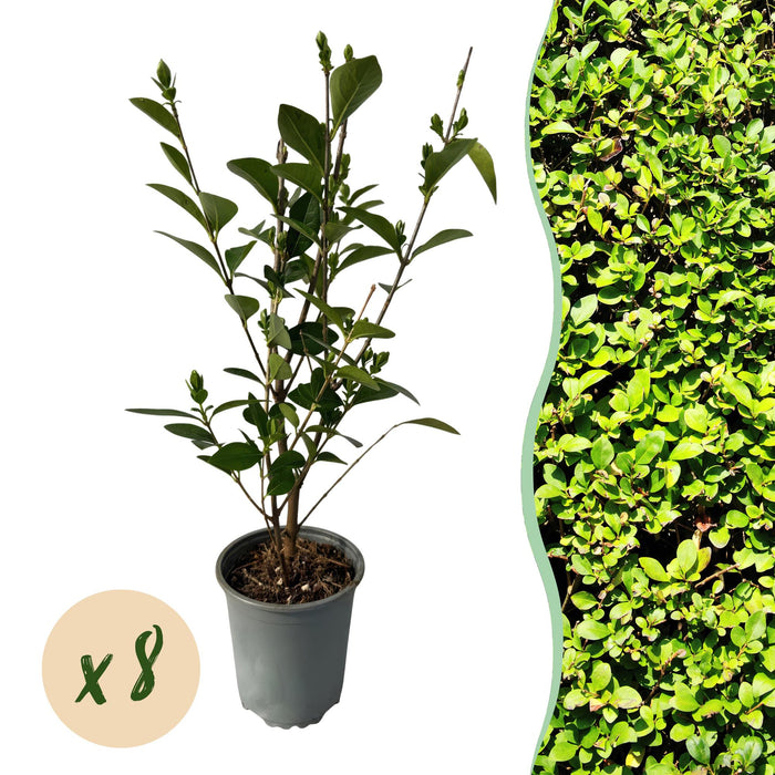 Haagplanten - Ligustrum ovalifolium - blad groen - 8 planten - 1 strekkende meter - groenblijvend - pot 9cm hoogte 35-40cm