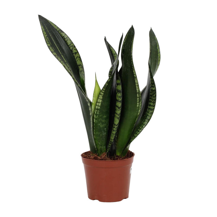 Sansevieria Whitney - Vrouwentong - ↕27cm - Ø12cm